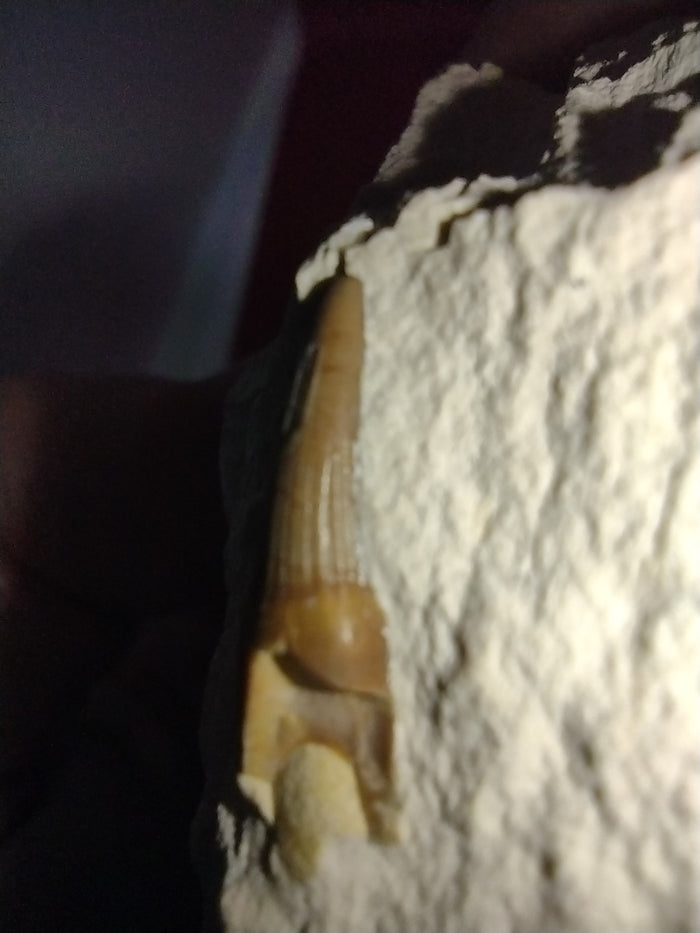 Ichthyosaur (Aegirosaurus?) Tooth. Jurassic Period, Solnhofen Limestone