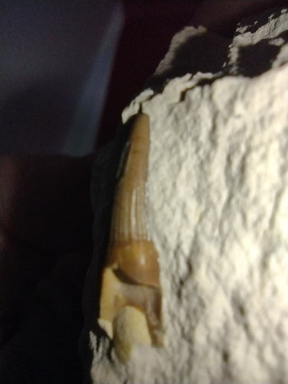 Ichthyosaur (Aegirosaurus?) Tooth. Jurassic Period, Solnhofen Limestone