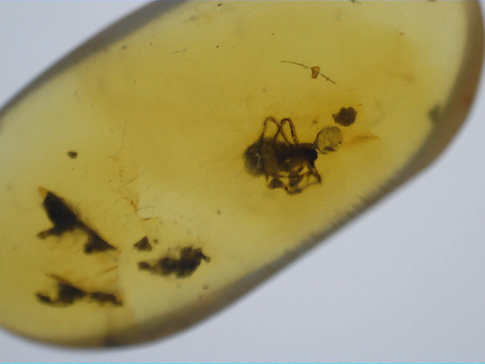 Insect in Amber from Burma. Middle Cretaceous, 99 Million Years Old