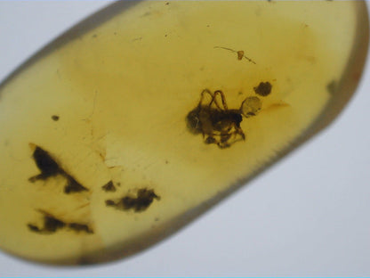 Insect in Amber from Burma. Middle Cretaceous, 99 Million Years Old
