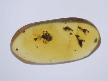 Insect in Amber from Burma. Middle Cretaceous, 99 Million Years Old