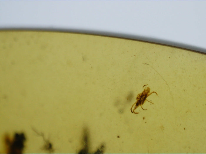 Insects in Amber from Burma. Middle Cretaceous, 99 Million Years Old