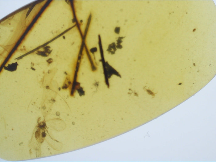 Insects in Amber from Burma. Middle Cretaceous, 99 Million Years Old
