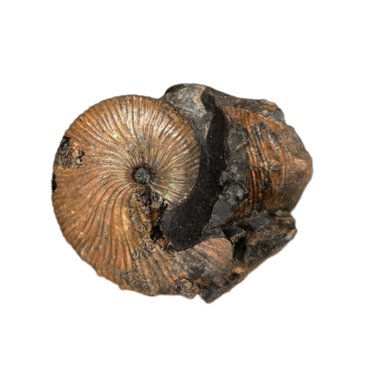 Jeletzkytes (Ammonite), Pierre Shale, North Dakota.