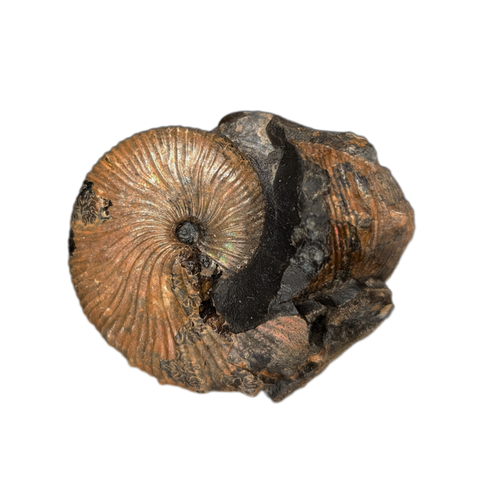 Jeletzkytes (Ammonite), Pierre Shale, North Dakota.