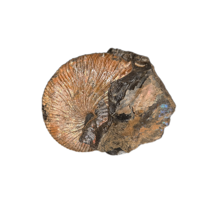 Jeletzkytes (Ammonite), Pierre Shale, North Dakota.