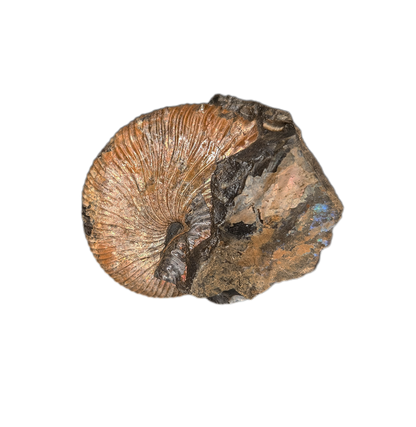 Jeletzkytes (Ammonite), Pierre Shale, North Dakota.