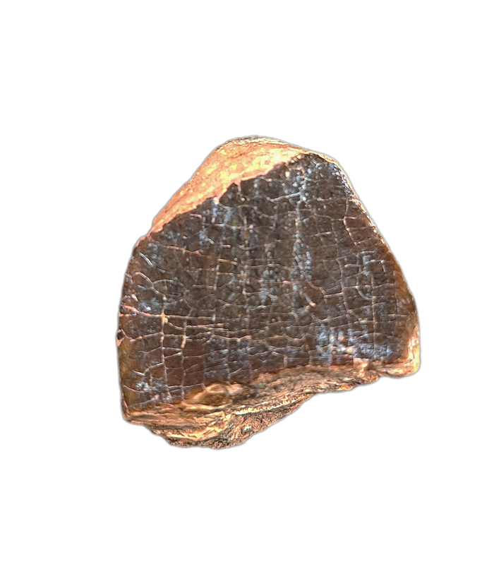 Jobaria Tooth, Mid Jurassic of Africa