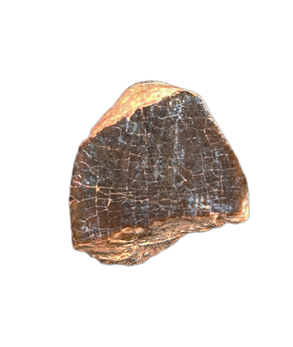 Jobaria Tooth, Mid Jurassic of Africa