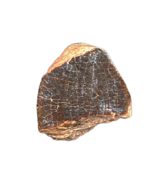 Jobaria Tooth, Mid Jurassic of Africa