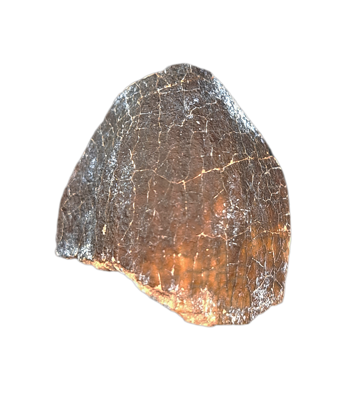 Jobaria Tooth, Mid Jurassic of Africa
