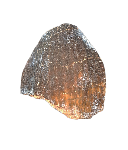 Jobaria Tooth, Mid Jurassic of Africa