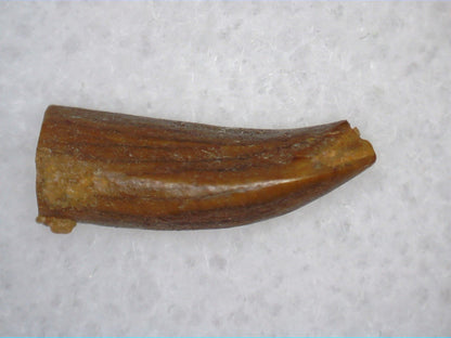 Juvenile Titanosaur (Sauropod) Tooth from Morocco