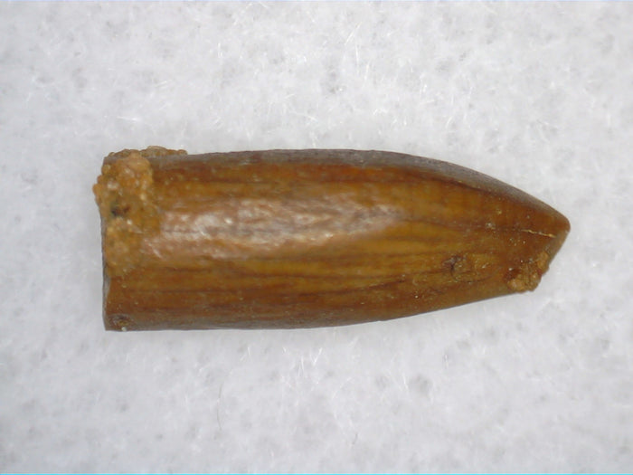 Juvenile Titanosaur (Sauropod) Tooth from Morocco