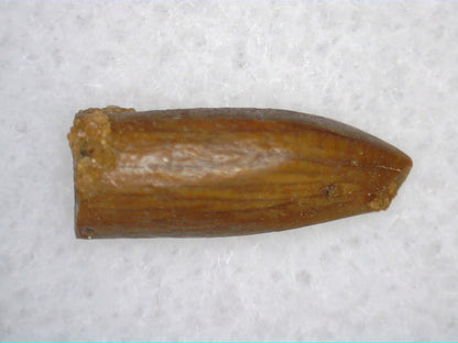 Juvenile Titanosaur (Sauropod) Tooth from Morocco