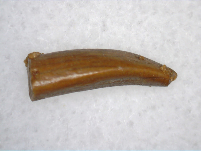 Juvenile Titanosaur (Sauropod) Tooth from Morocco