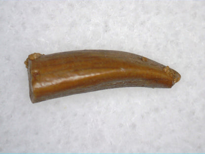 Juvenile Titanosaur (Sauropod) Tooth from Morocco