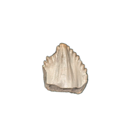 Kwanasaurus? (Dinosauromorph) Tooth, Chinle Formation, Arizona
