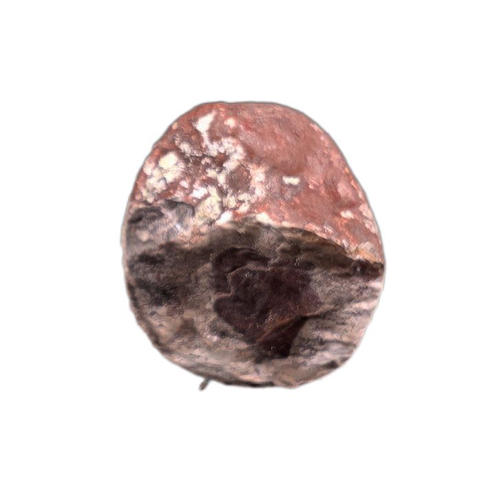 Large Coprolite, Chinle Formation
