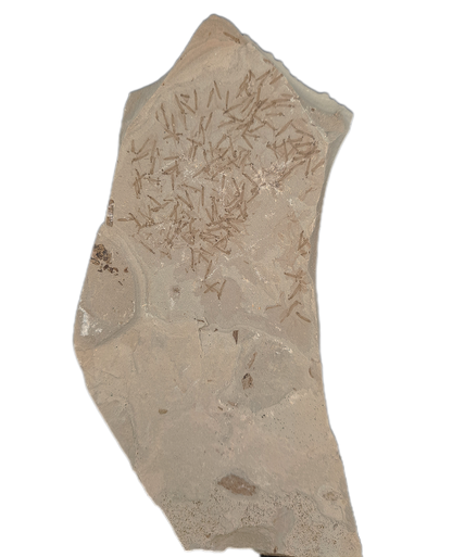 Larvae Colony, Green River Formation, Rifle. Colorado.