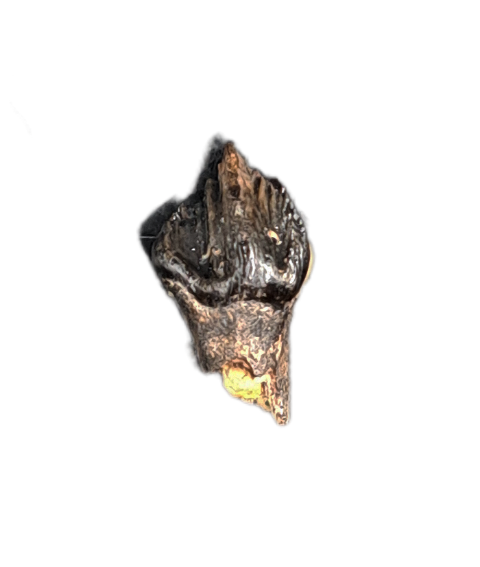 Leptoceratops Tooth