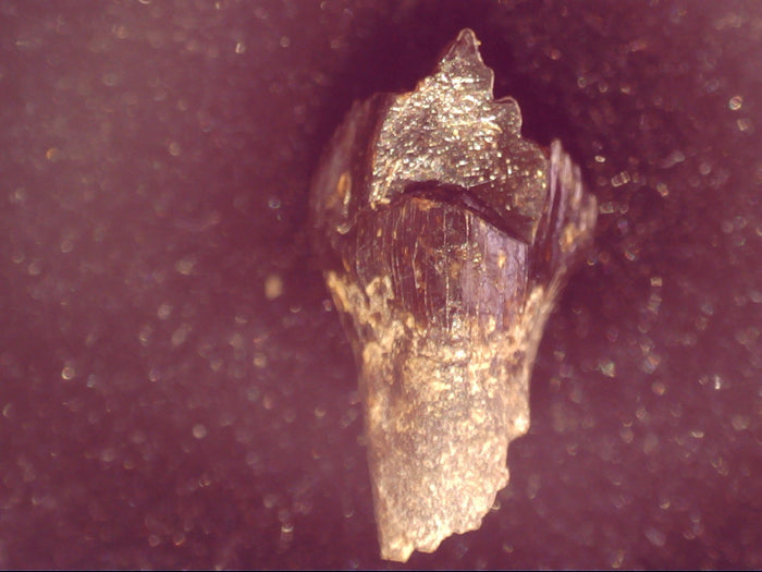 Leptoceratops Tooth