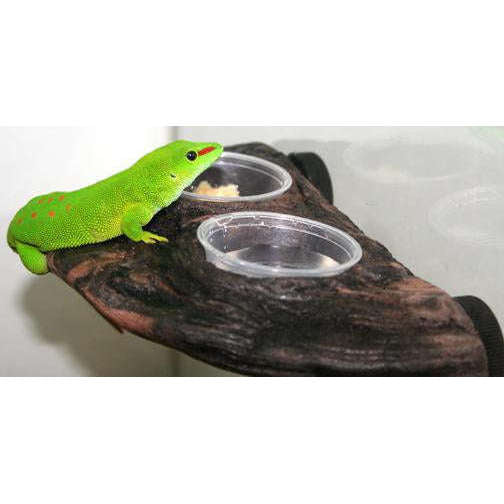 MagNaturals Magnetic Gecko Ledge with Two Cups:Jungle Bob's Reptile World