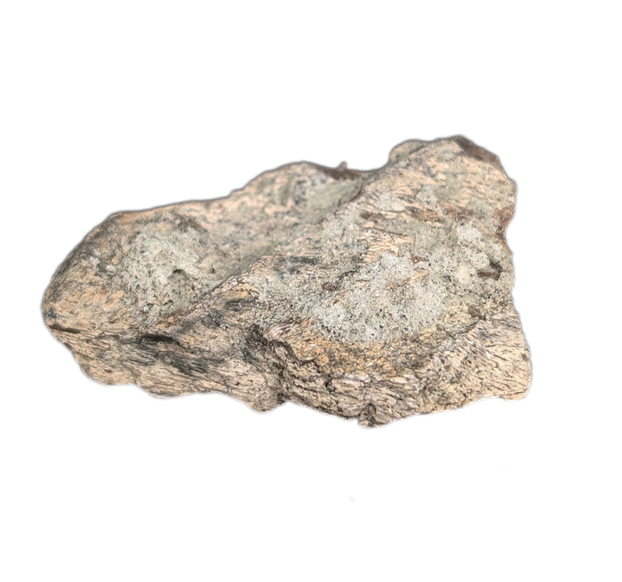 Maiasaura Mandible Jaw Section, Two Medicine Formation