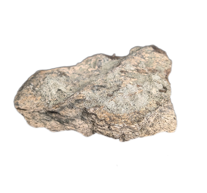 Maiasaura Mandible Jaw Section, Two Medicine Formation