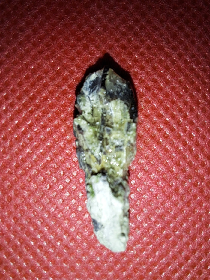 Maiasaura Tooth, Two Medicine Formation