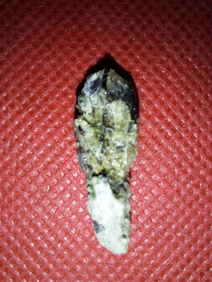Maiasaura Tooth, Two Medicine Formation