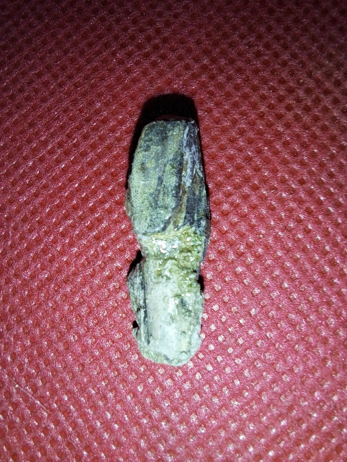 Maiasaura Tooth, Two Medicine Formation