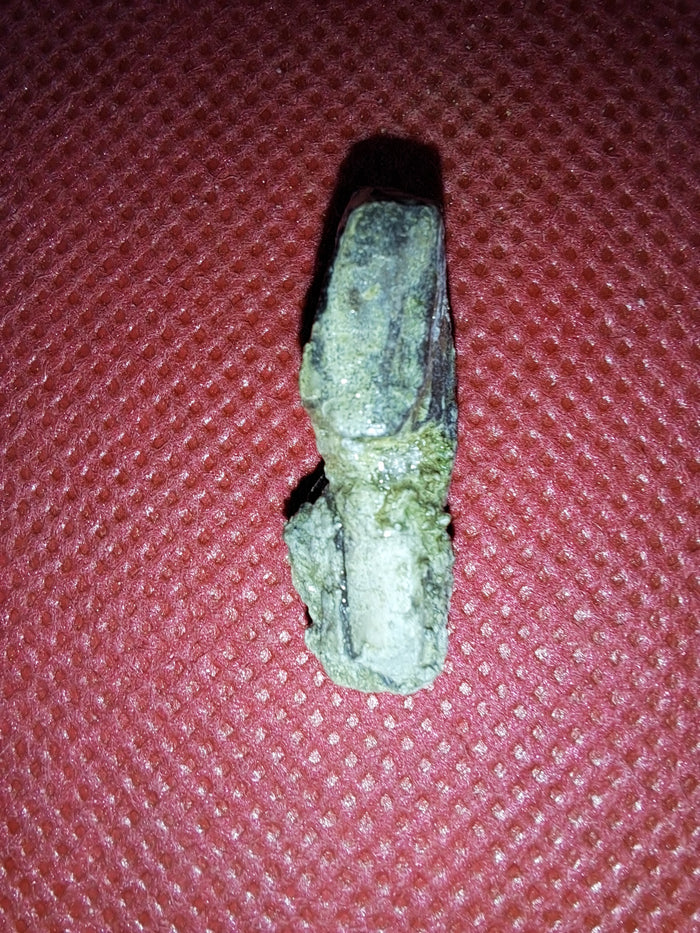 Maiasaura Tooth, Two Medicine Formation