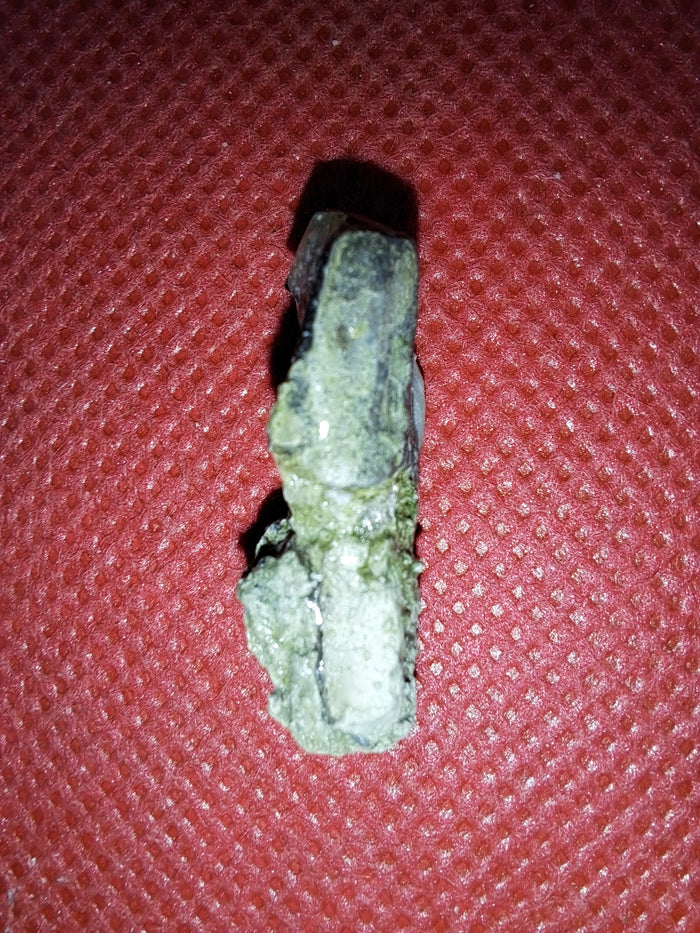 Maiasaura Tooth, Two Medicine Formation
