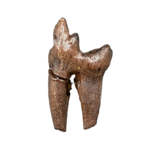 Mammal Tooth(Molar), Hell Creek Formation