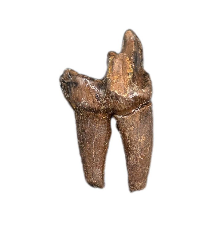 Mammal Tooth(Molar), Hell Creek Formation