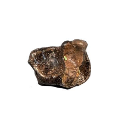 Mammal Tooth(Molar), Hell Creek Formation
