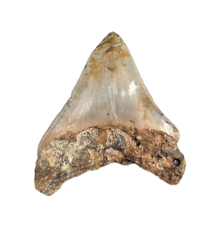 Megalodon Tooth