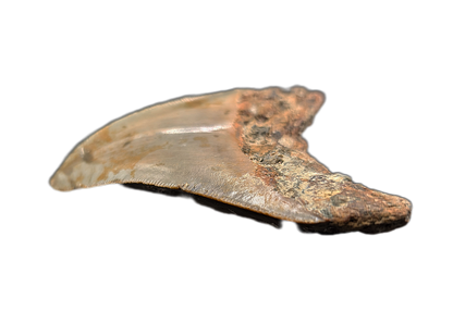 Megalodon Tooth
