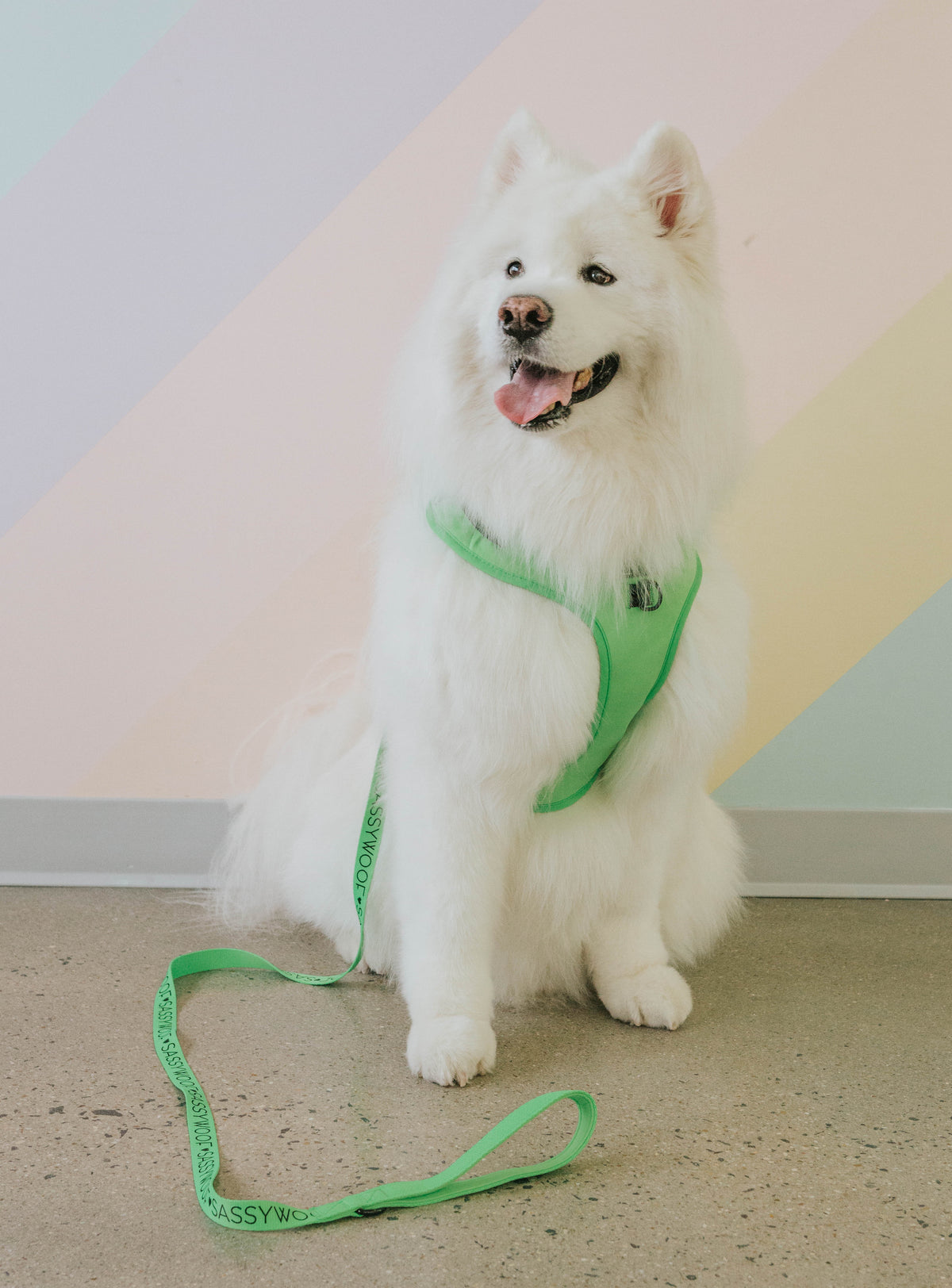 Dog Leash - Neon Green
