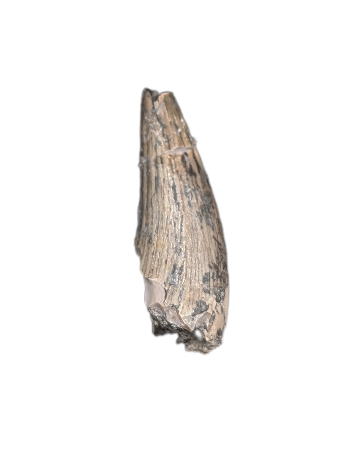 Metoposaur (Anaschisma) Tooth, Chinle Formation