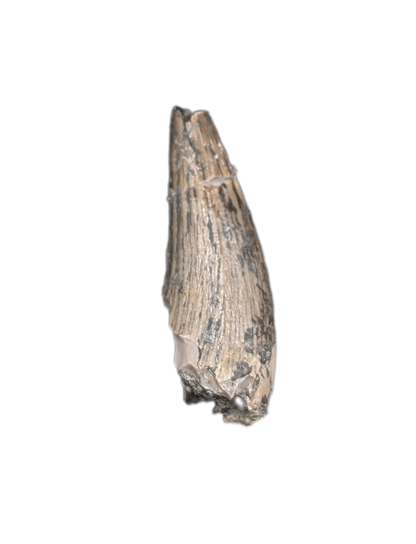 Metoposaur (Anaschisma) Tooth, Chinle Formation