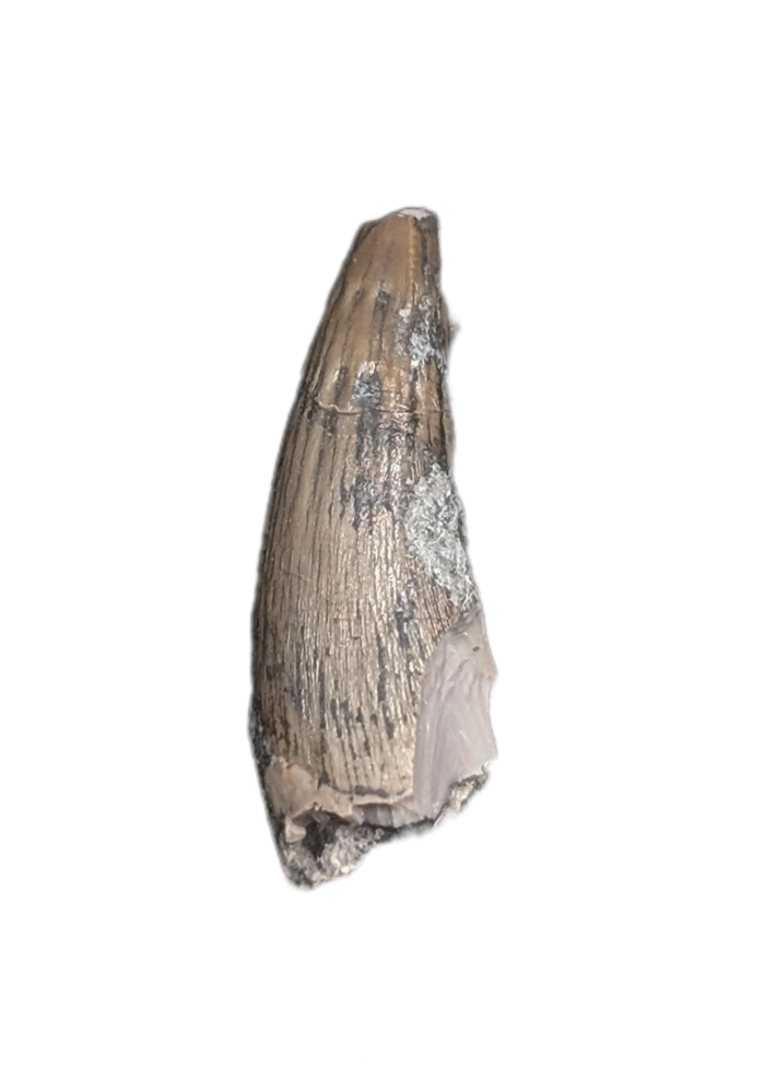 Metoposaur (Anaschisma) Tooth, Chinle Formation