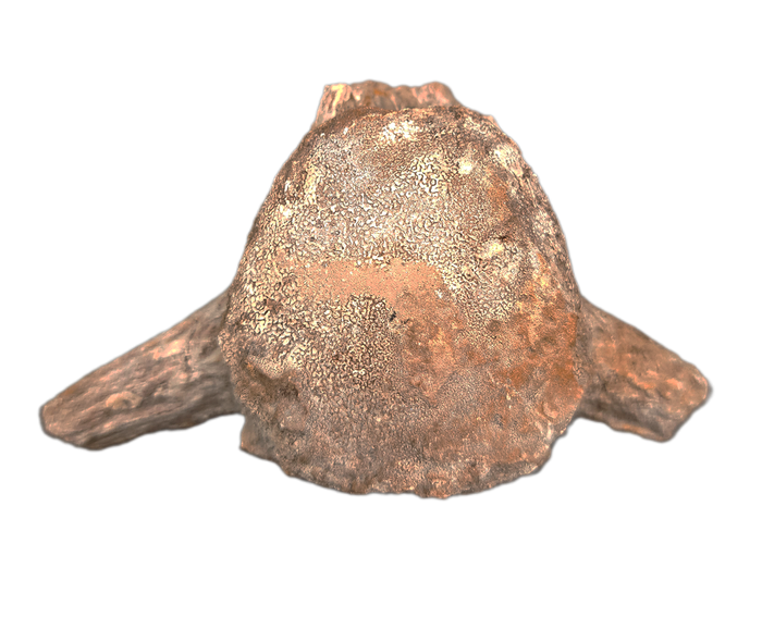 Mosasaur Vertebrae, Pierre Shale