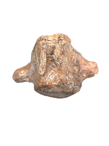 Mosasaur Vertebrae, Pierre Shale