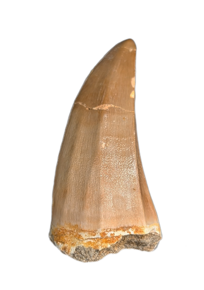 Mosasaurus Tooth