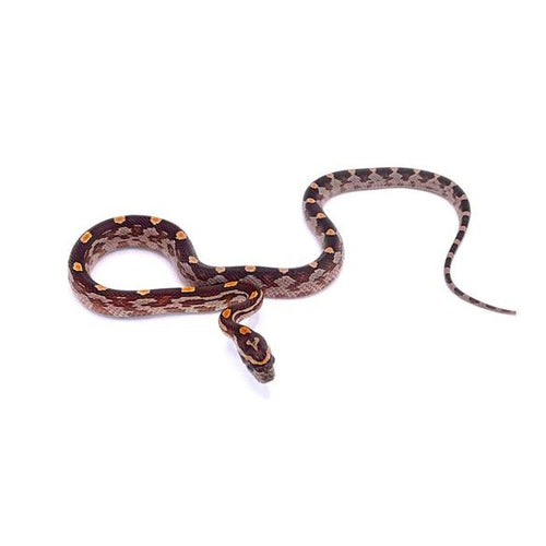 Motley Corn Snake (Pantherophis guttatus)