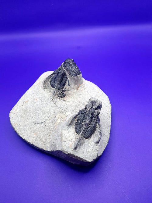 Multiple Cyphaspis Trilobites with a Flying Gerastos Trilobite, Morocco