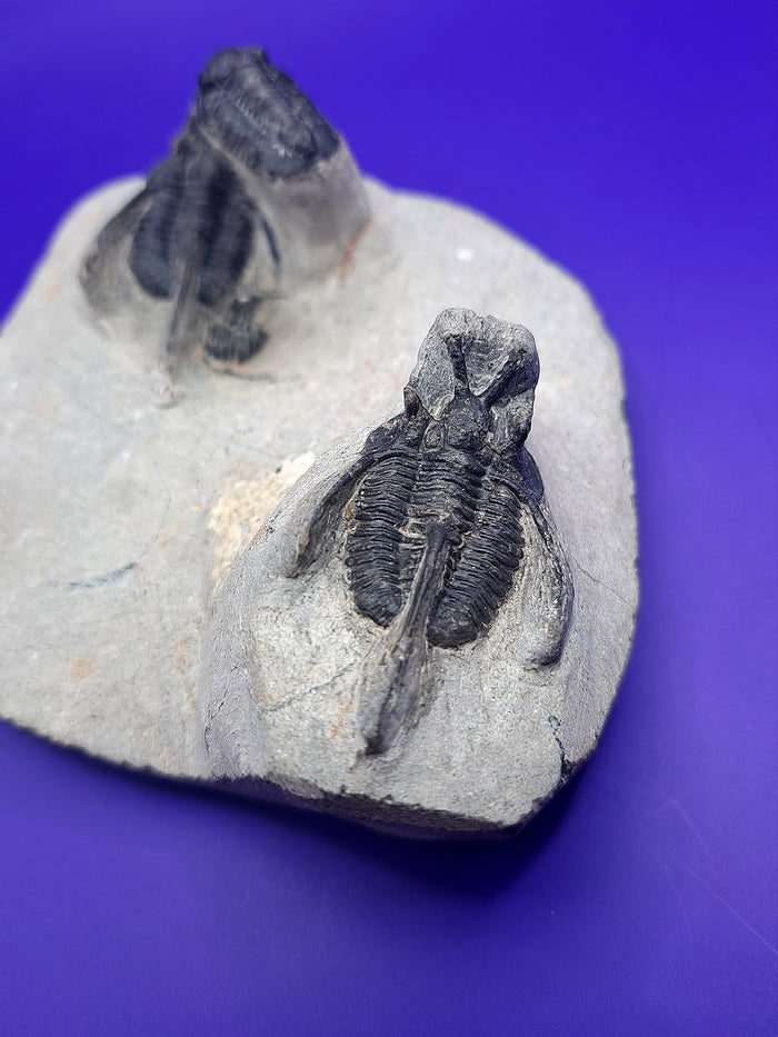 Multiple Cyphaspis Trilobites with a Flying Gerastos Trilobite, Morocco