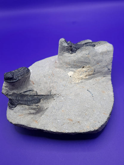 Multiple Cyphaspis Trilobites with a Flying Gerastos Trilobite, Morocco